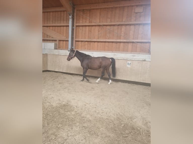 Oldenbourg Jument 6 Ans 172 cm Bai brun foncé in Baar Schwaben Oldenbourg Jument 6 Ans 172 cm Bai brun foncé in Baar Schwaben