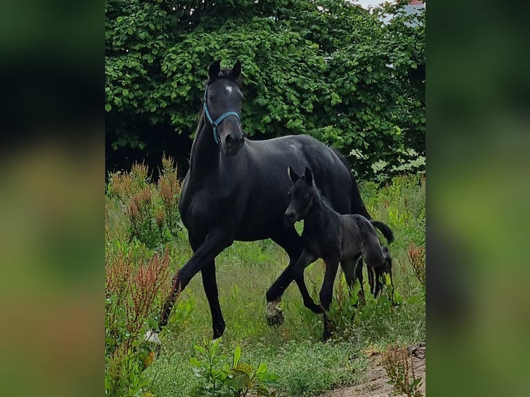 Oldenbourg Jument 6 Ans 172 cm Bai brun foncé in Walchum