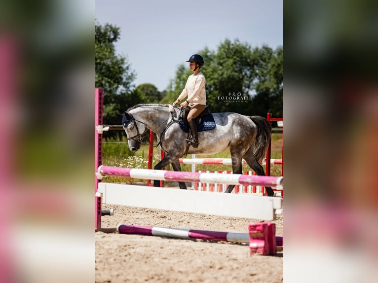Oldenbourg Jument 6 Ans 172 cm Gris in Sendenhorst