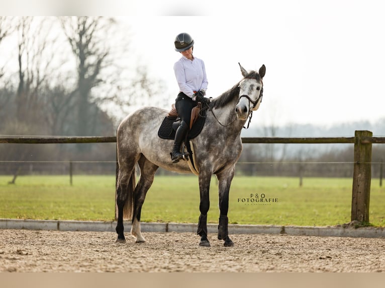 Oldenbourg Jument 6 Ans 172 cm Gris in Sendenhorst