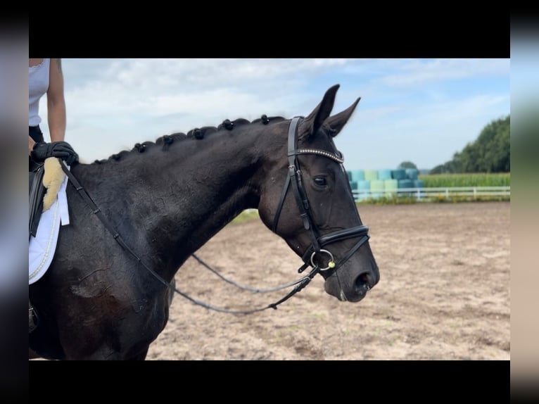 Oldenbourg Jument 6 Ans 172 cm Noir in Kirchdorf