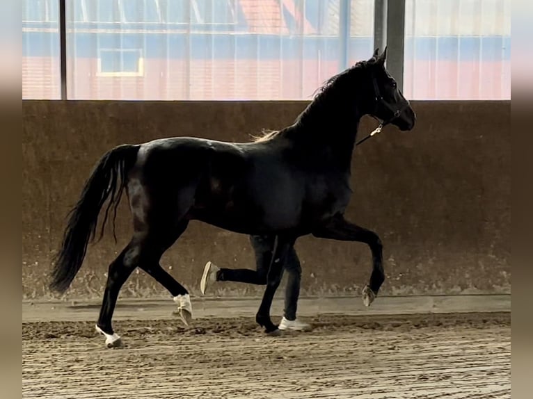 Oldenbourg Jument 6 Ans 172 cm Noir in Vechta