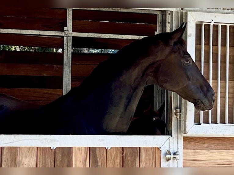 Oldenbourg Jument 6 Ans 172 cm Noir in Vechta