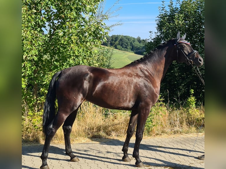 Oldenbourg Jument 6 Ans 172 cm Noir in Sankt Wolfgang