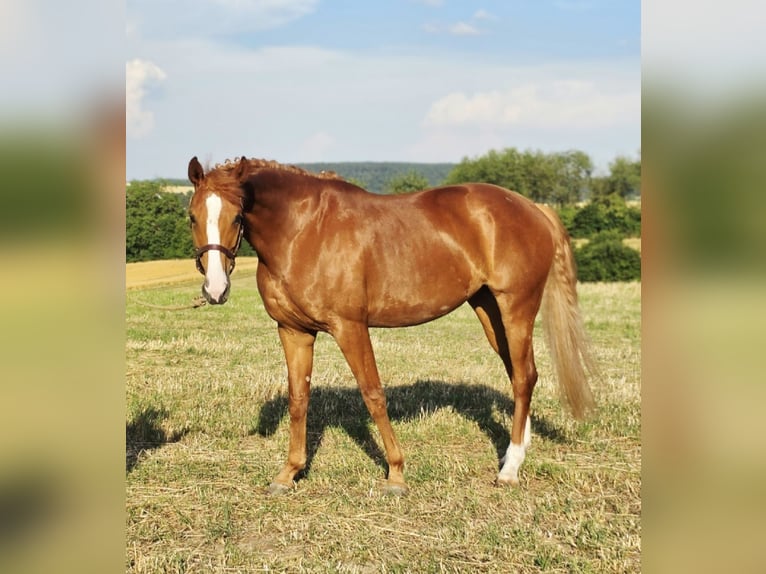Oldenbourg Jument 6 Ans 173 cm Alezan in Heidelberg