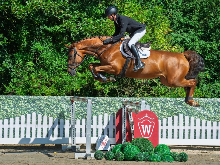 Oldenbourg Jument 6 Ans 173 cm Alezan in M&#xFC;nster-Handorf