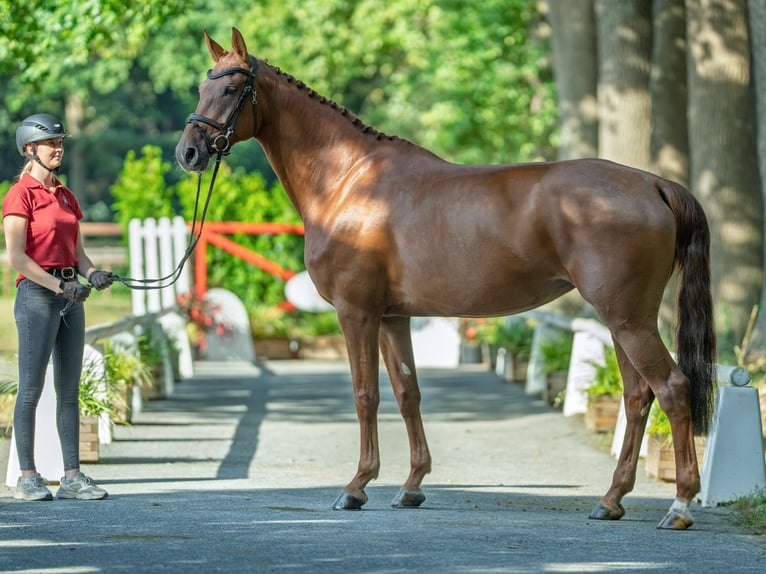 Oldenbourg Jument 6 Ans 173 cm Alezan in M&#xFC;nster-Handorf