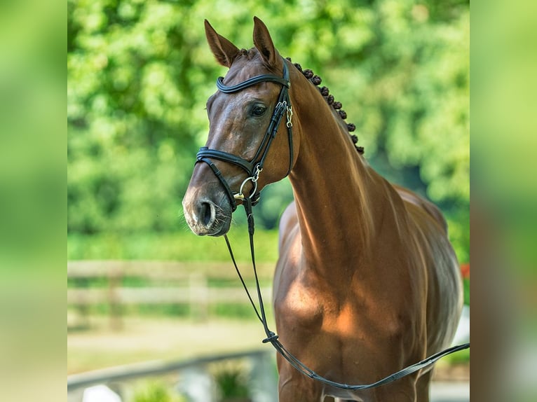 Oldenbourg Jument 6 Ans 173 cm Alezan in M&#xFC;nster-Handorf