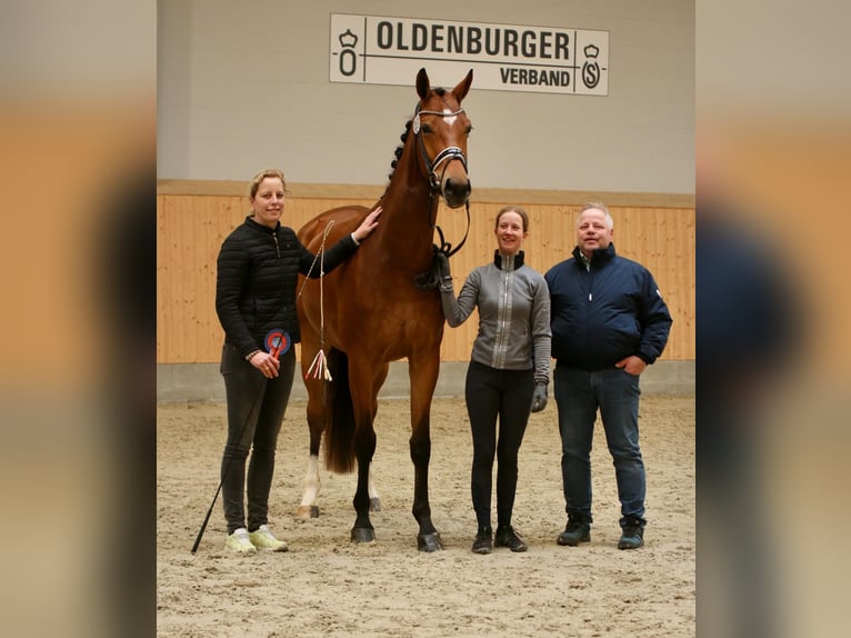 Oldenbourg Jument 6 Ans 175 cm Bai in Blunk