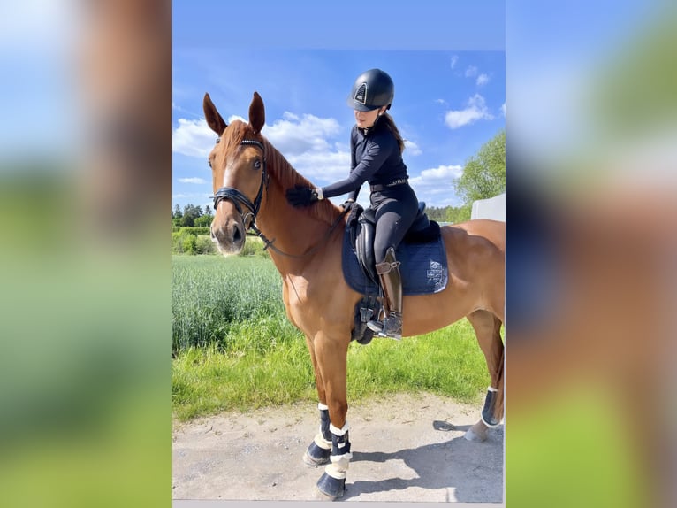 Oldenbourg Jument 6 Ans 176 cm Alezan in Sulzbach am Main Oldenbourg Jument 6 Ans 176 cm Alezan in Sulzbach am Main