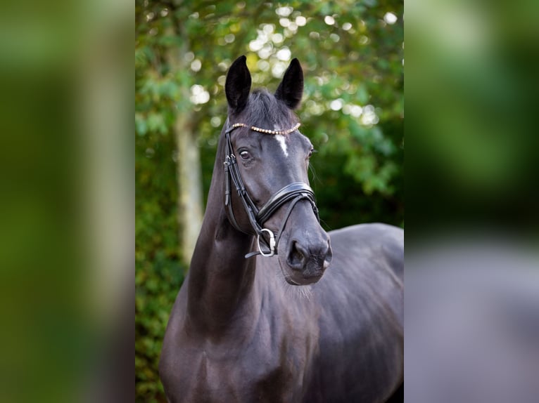 Oldenbourg Jument 6 Ans 179 cm Noir in Unna