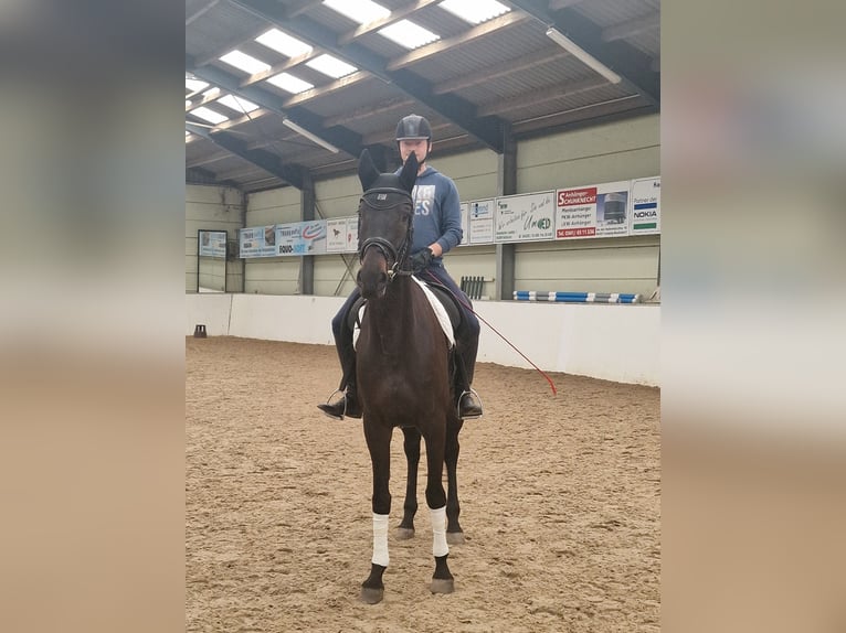 Oldenbourg Jument 6 Ans 180 cm Bai brun foncé in Mühlbeck