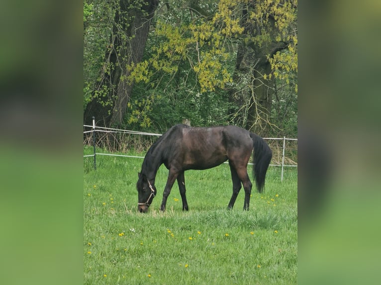 Oldenbourg Jument 6 Ans 180 cm Bai brun foncé in Mühlbeck