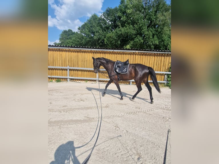 Oldenbourg Jument 6 Ans 180 cm Bai brun foncé in Mühlbeck