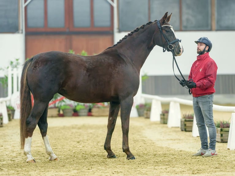 Oldenbourg Jument 6 Ans Alezan in Münster-Handorf