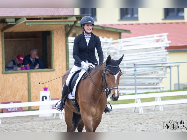 Oldenbourg Jument 6 Ans Bai in Falkenhain