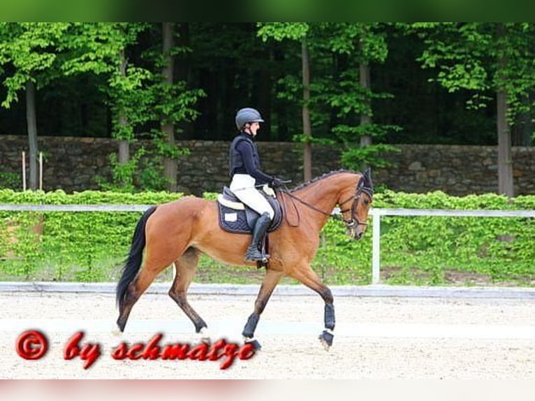 Oldenbourg Jument 6 Ans Bai in Falkenhain