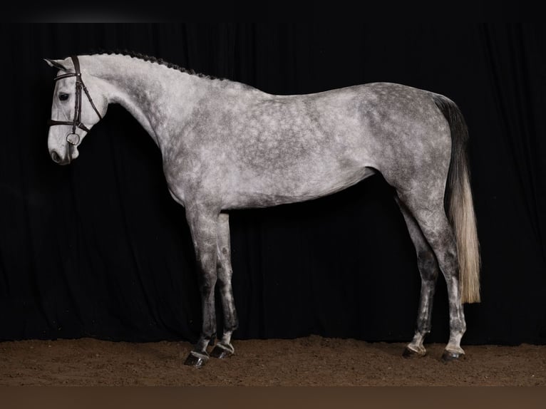 Oldenbourg Jument 6 Ans Gris in Bladel