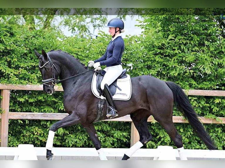 Oldenbourg Jument 6 Ans Noir in Vechta