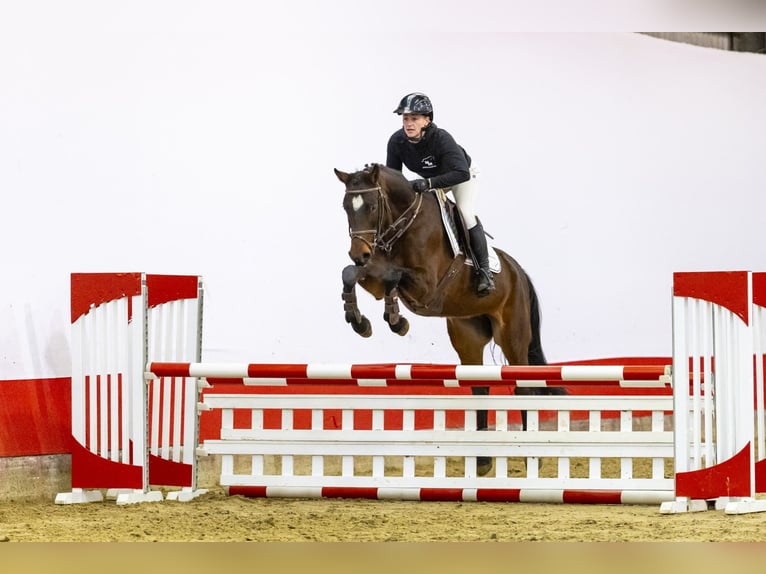 Oldenbourg Jument 7 Ans 158 cm Bai brun in Waddinxveen