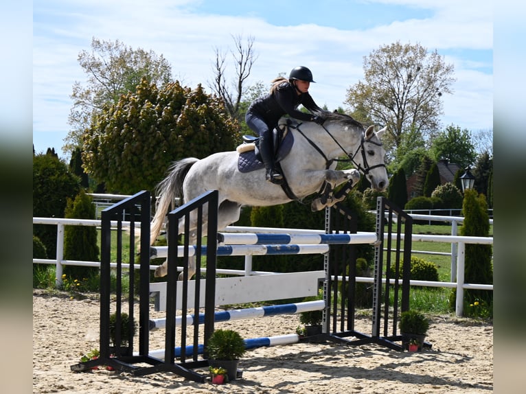 Oldenbourg Jument 7 Ans 158 cm Gris in Wysin