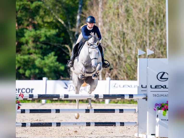 Oldenbourg Jument 7 Ans 158 cm Gris in Wysin