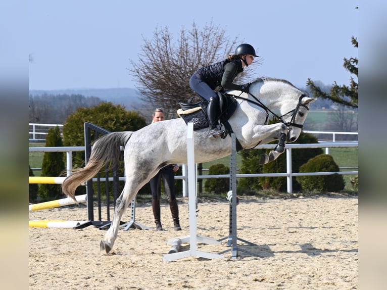 Oldenbourg Jument 7 Ans 158 cm Gris in Wysin