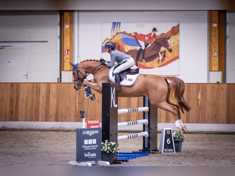 Oldenbourg Jument 7 Ans 160 cm Alezan in Bissendorf