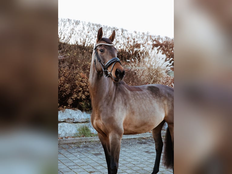 Oldenbourg Jument 7 Ans 160 cm Bai in Oberstadion