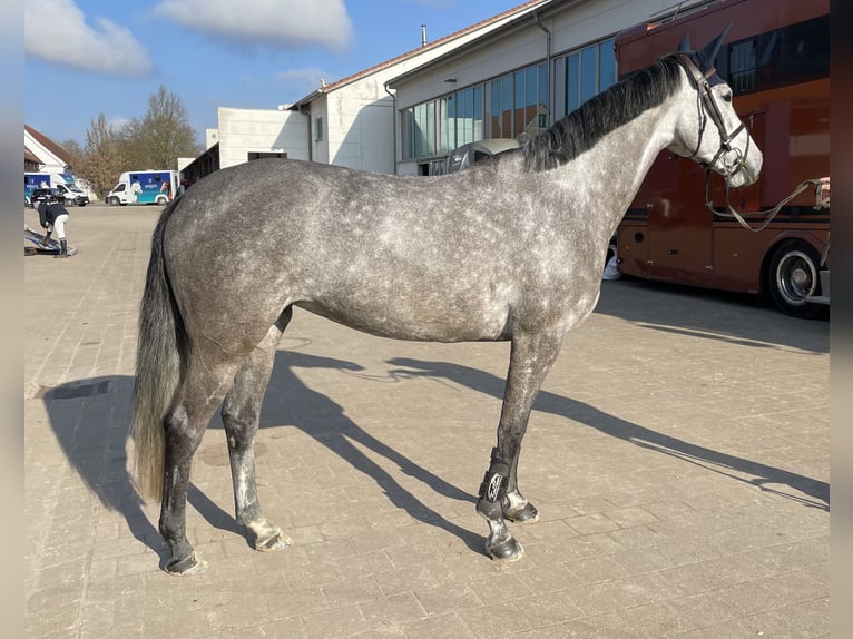 Oldenbourg Jument 7 Ans 160 cm Gris pommelé in Albertinhof
