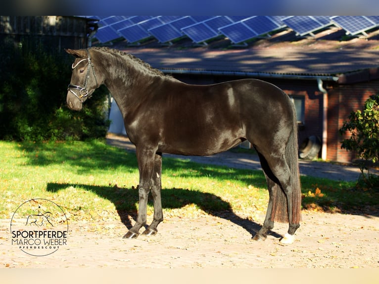 Oldenbourg Jument 7 Ans 160 cm Noir in Rastede