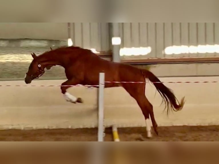 Oldenbourg Jument 7 Ans 162 cm Alezan in Langenfeld