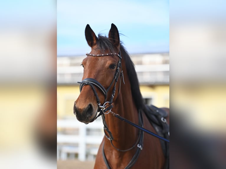 Oldenbourg Jument 7 Ans 162 cm Bai in Münchberg