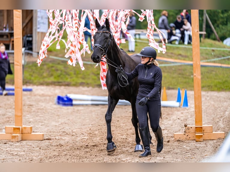 Oldenbourg Jument 7 Ans 163 cm Noir in Holzminden