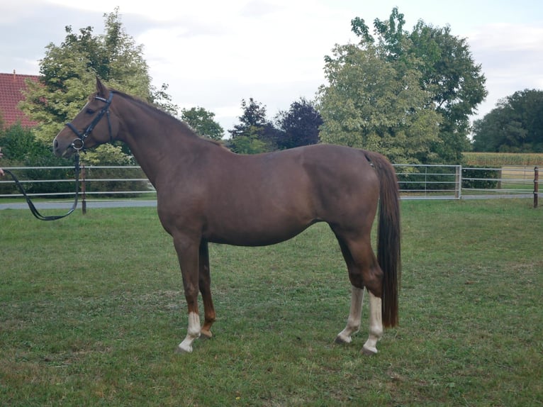 Oldenbourg Jument 7 Ans 164 cm Alezan brûlé in DötlingenGeveshausen