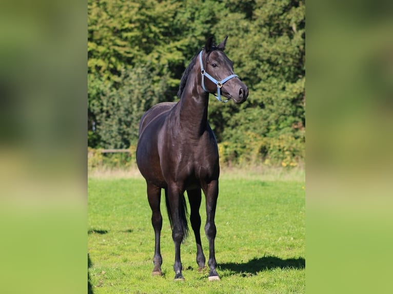 Oldenbourg Jument 7 Ans 164 cm Bai brun foncé in Radeburg