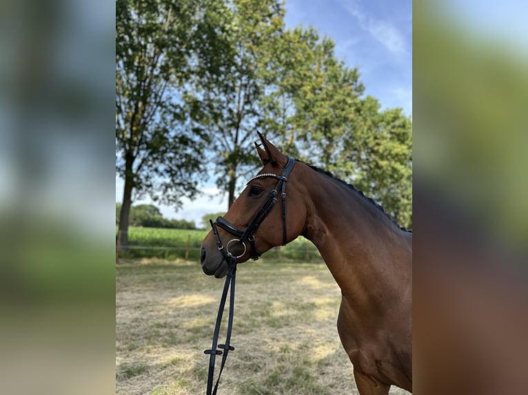 Oldenbourg Jument 7 Ans 164 cm Bai in Harsewinkel
