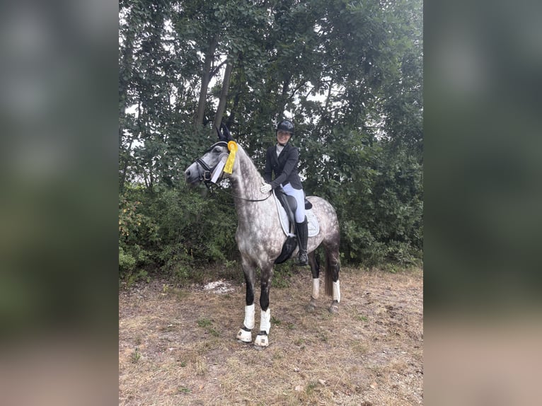 Oldenbourg Jument 7 Ans 164 cm Gris pommelé in Herzlake