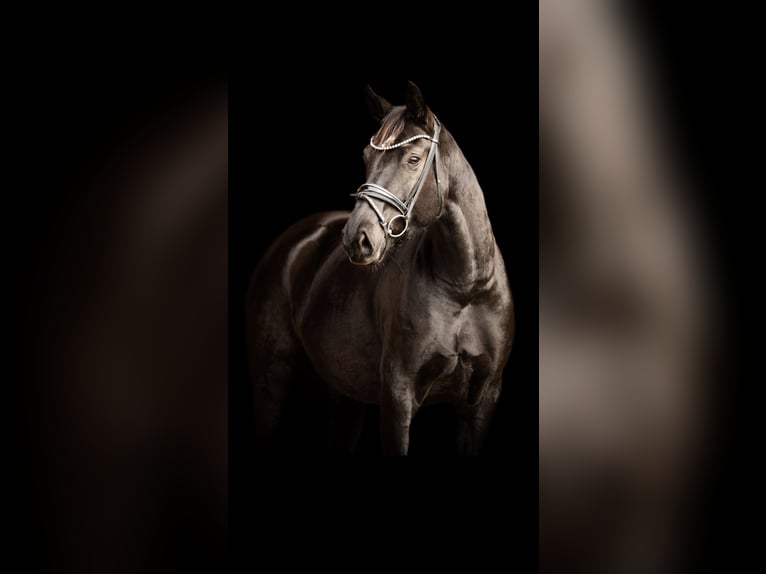 Oldenbourg Jument 7 Ans 164 cm Noir in Schönthal