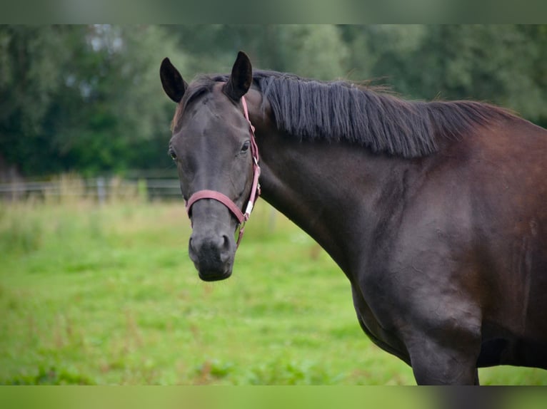Oldenbourg Jument 7 Ans 164 cm Noir in Rohrlack