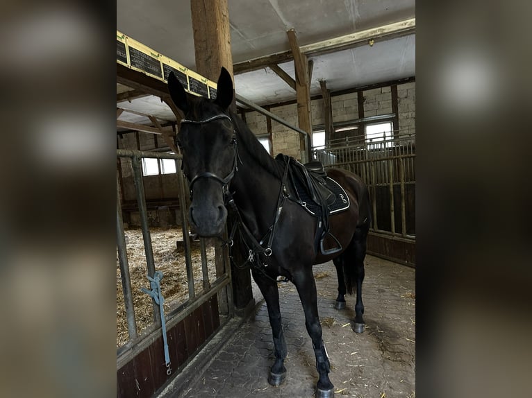 Oldenbourg Jument 7 Ans 164 cm Noir in Rohrlack