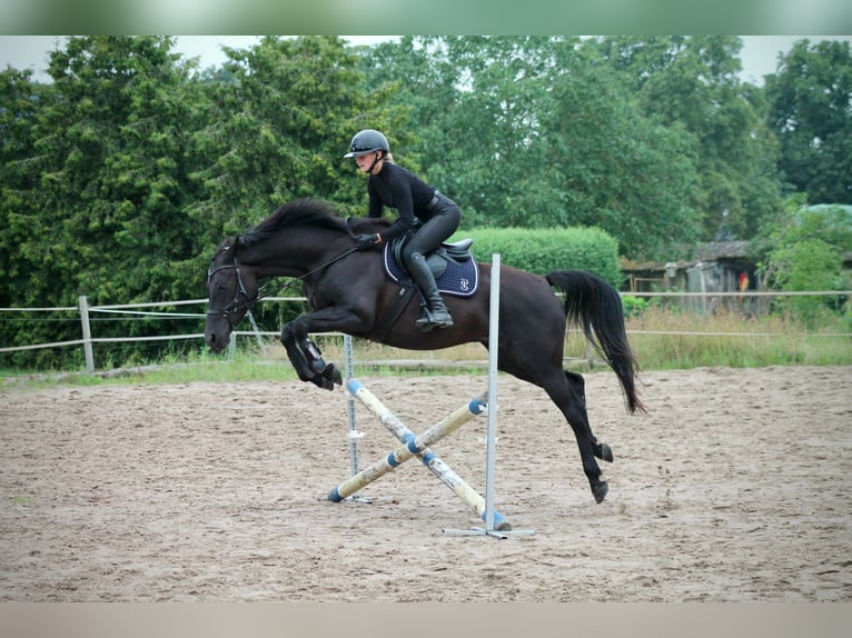 Oldenbourg Jument 7 Ans 164 cm Noir in Rohrlack