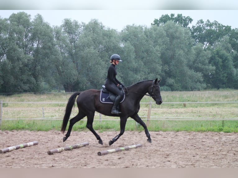 Oldenbourg Jument 7 Ans 164 cm Noir in Rohrlack