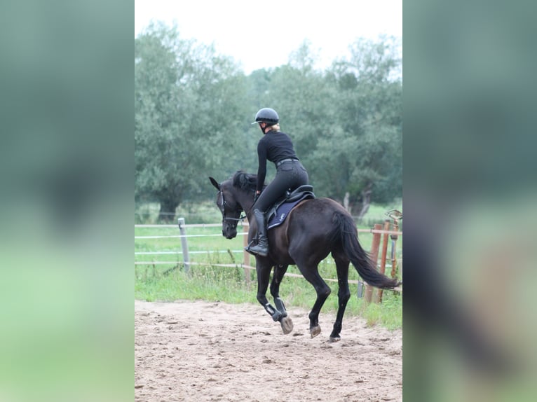 Oldenbourg Jument 7 Ans 164 cm Noir in Rohrlack