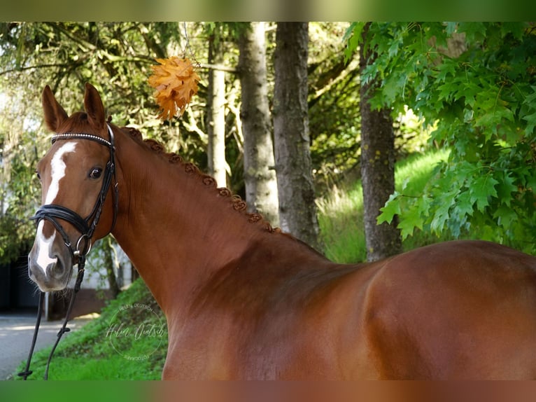 Oldenbourg Jument 7 Ans 165 cm Alezan in Lebach
