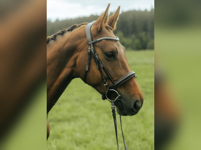 Oldenbourg Jument 7 Ans 165 cm Alezan in Tramelan