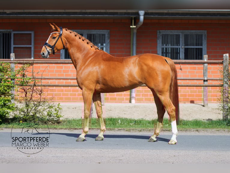 Oldenbourg Jument 7 Ans 165 cm Alezan in Lohne (Oldenburg)