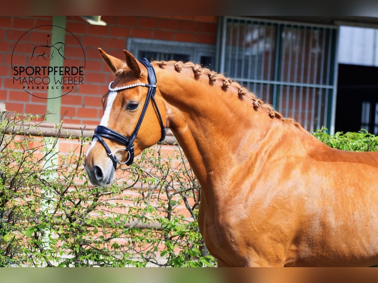 Oldenbourg Jument 7 Ans 165 cm Alezan in Lohne (Oldenburg)