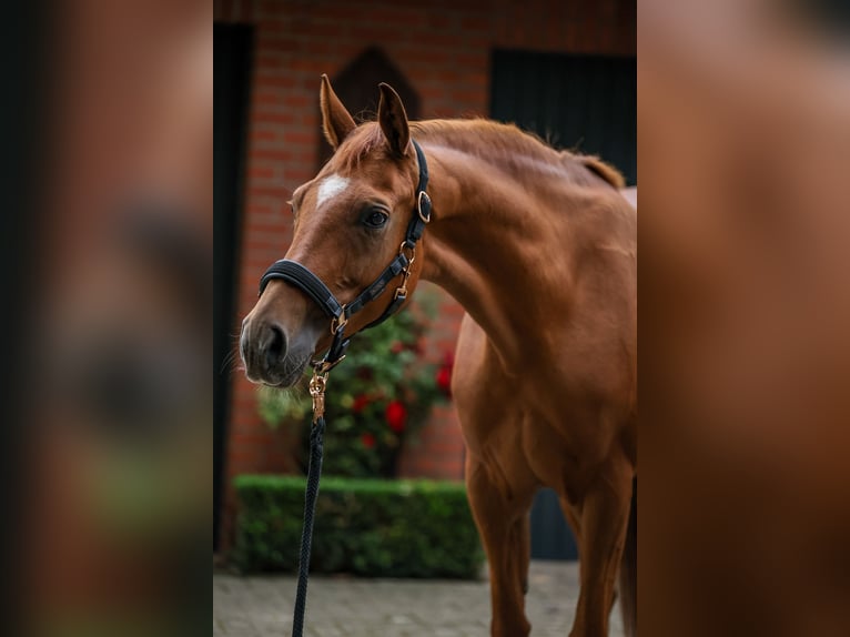 Oldenbourg Jument 7 Ans 165 cm Alezan in Lengerich