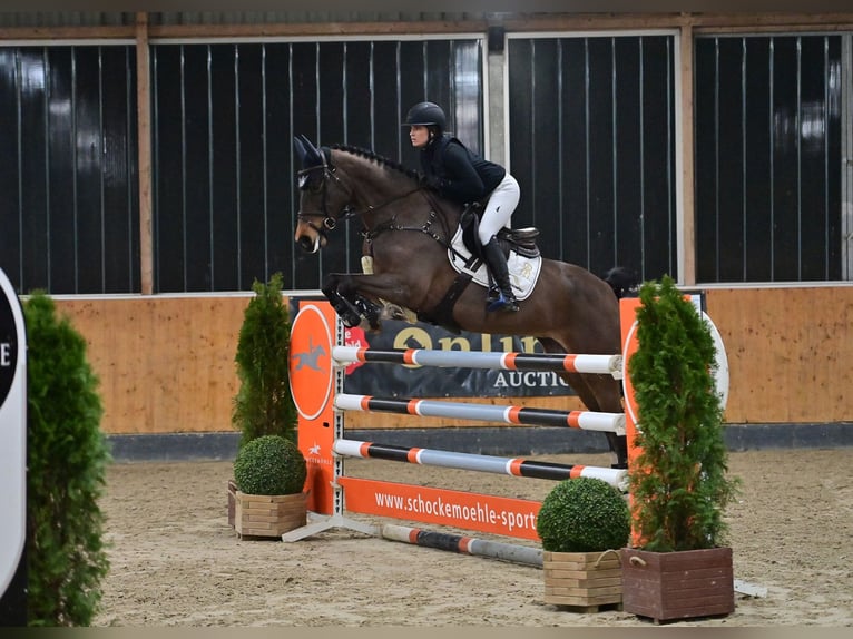 Oldenbourg Jument 7 Ans 165 cm Bai brun in Steinfeld (Oldenburg)